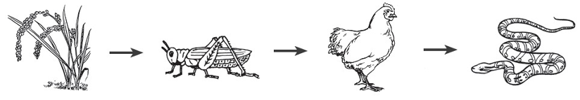 10 PES Science P5 Chapter 1 Living Things and the Environment Biology Diagrams