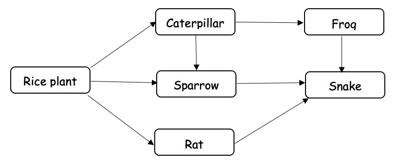 12. PES+ Science P5 Chapter 1 Living Things and the Environment ... Biology Diagrams